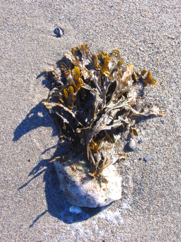 le pot de fleurs plein dalgues