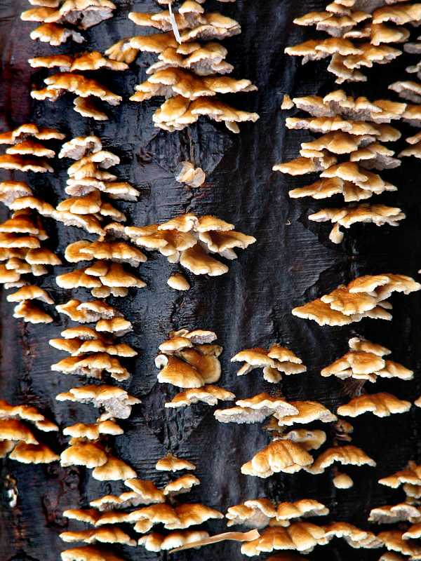 champignons sur tronc noir
