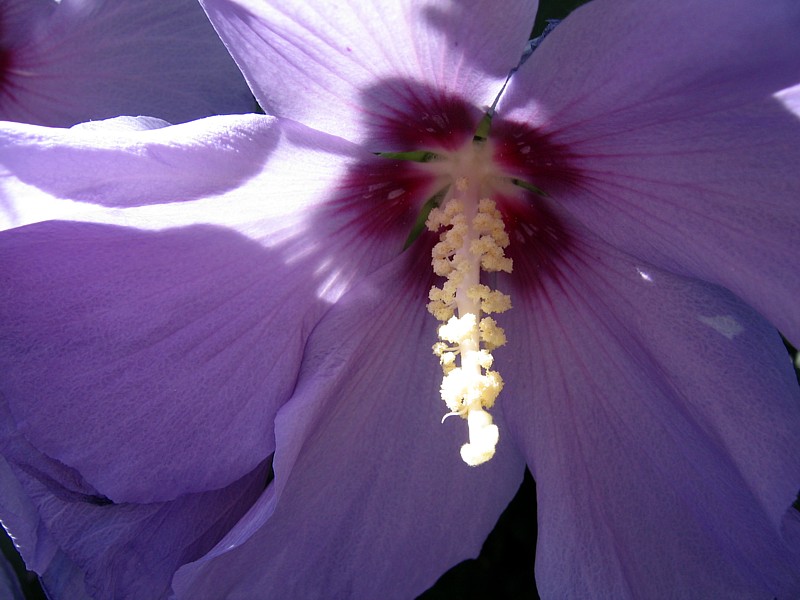 Mauve