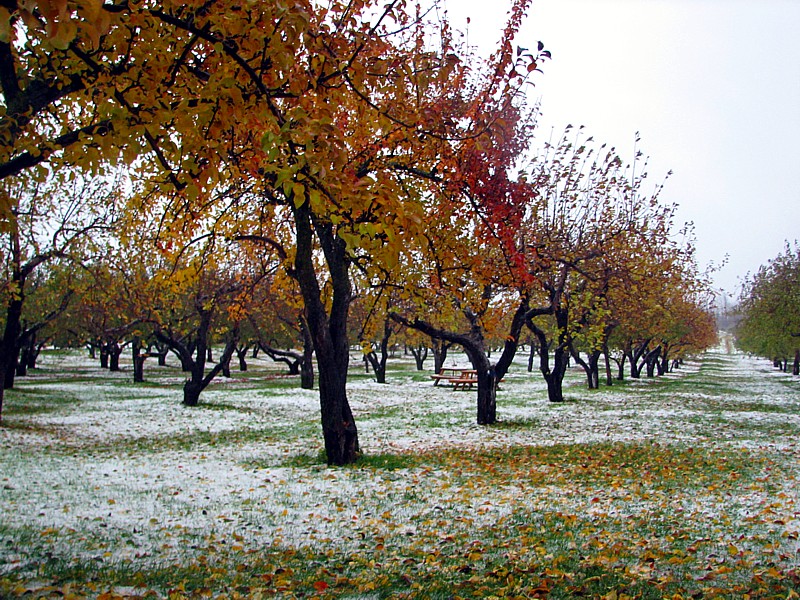 les pommiers et la neige d'automne