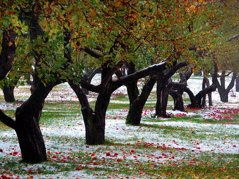 pommiers  chevreuil