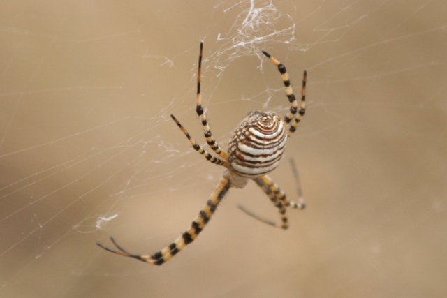 Spiders