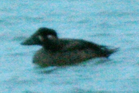 Surf Scoter, Loveland, Colorado, 25 October 2011