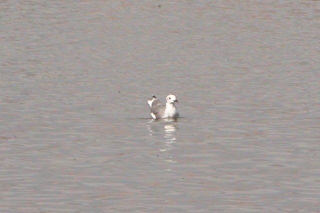 Laughing Gull ( definitive basic)