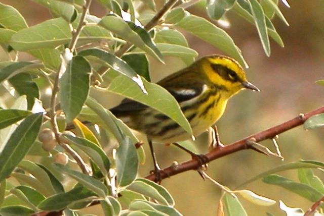 Townsends Warbler (juv male)