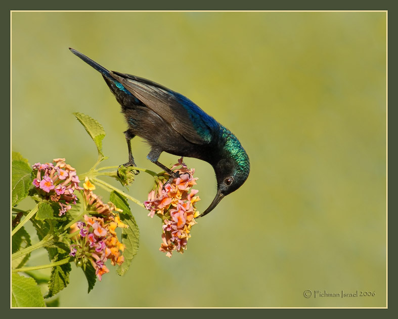 Palestine sunbird. (male)