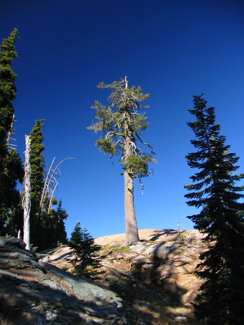 Western White Pine, off trail