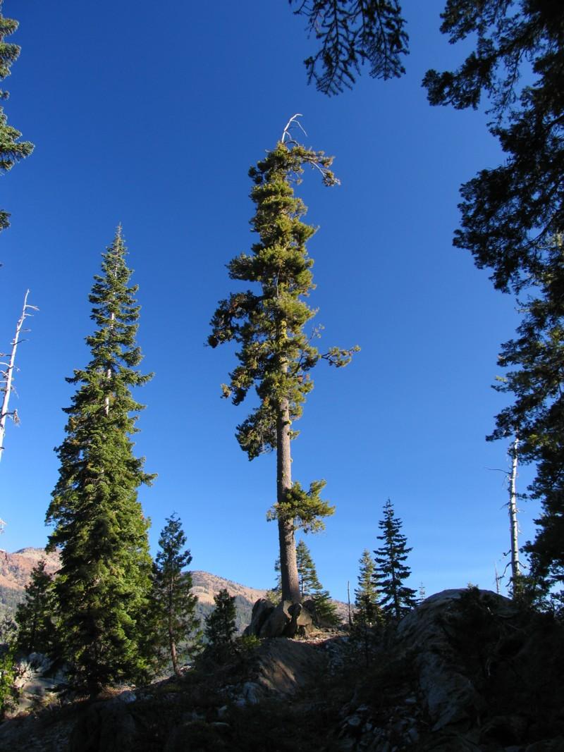 Western White Pine on Cliff Lake trail
