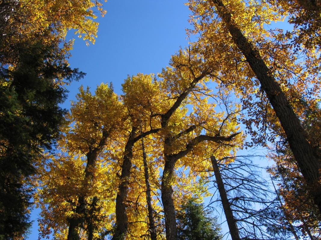 Cottonwoods fall colors in Shackleford Canyon