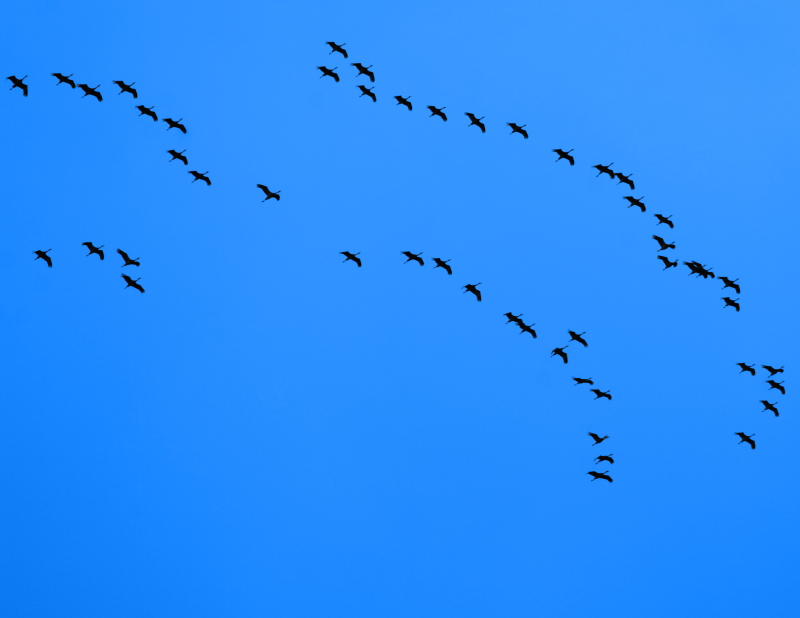 Migrating Sandhill Cranes