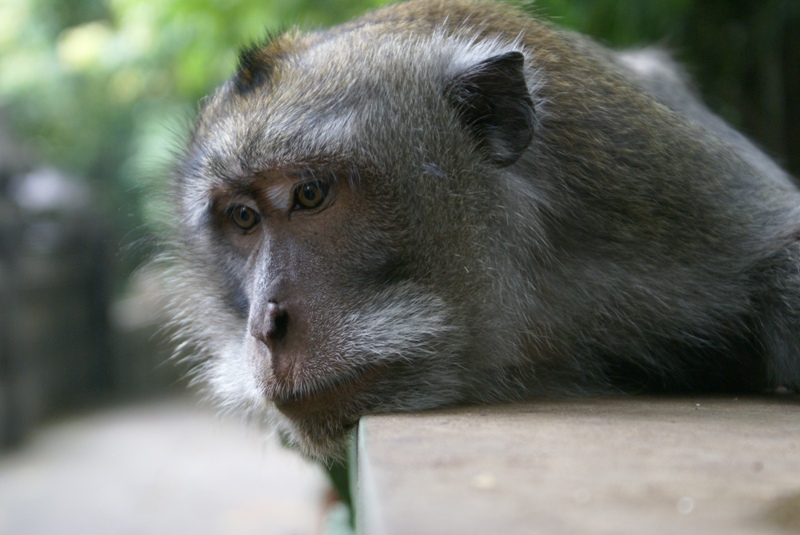 DSC01103.800.jpg - Monkey Forest!