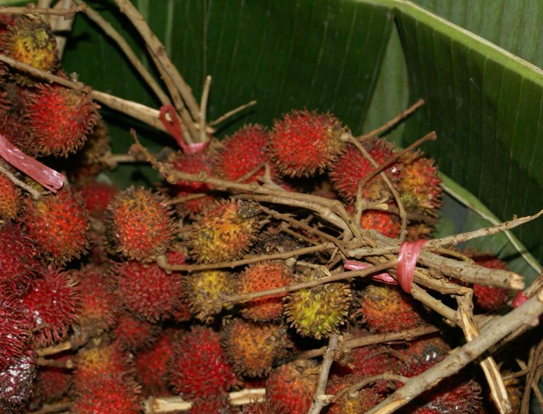 DSC00917.800.jpg - Rambutan
