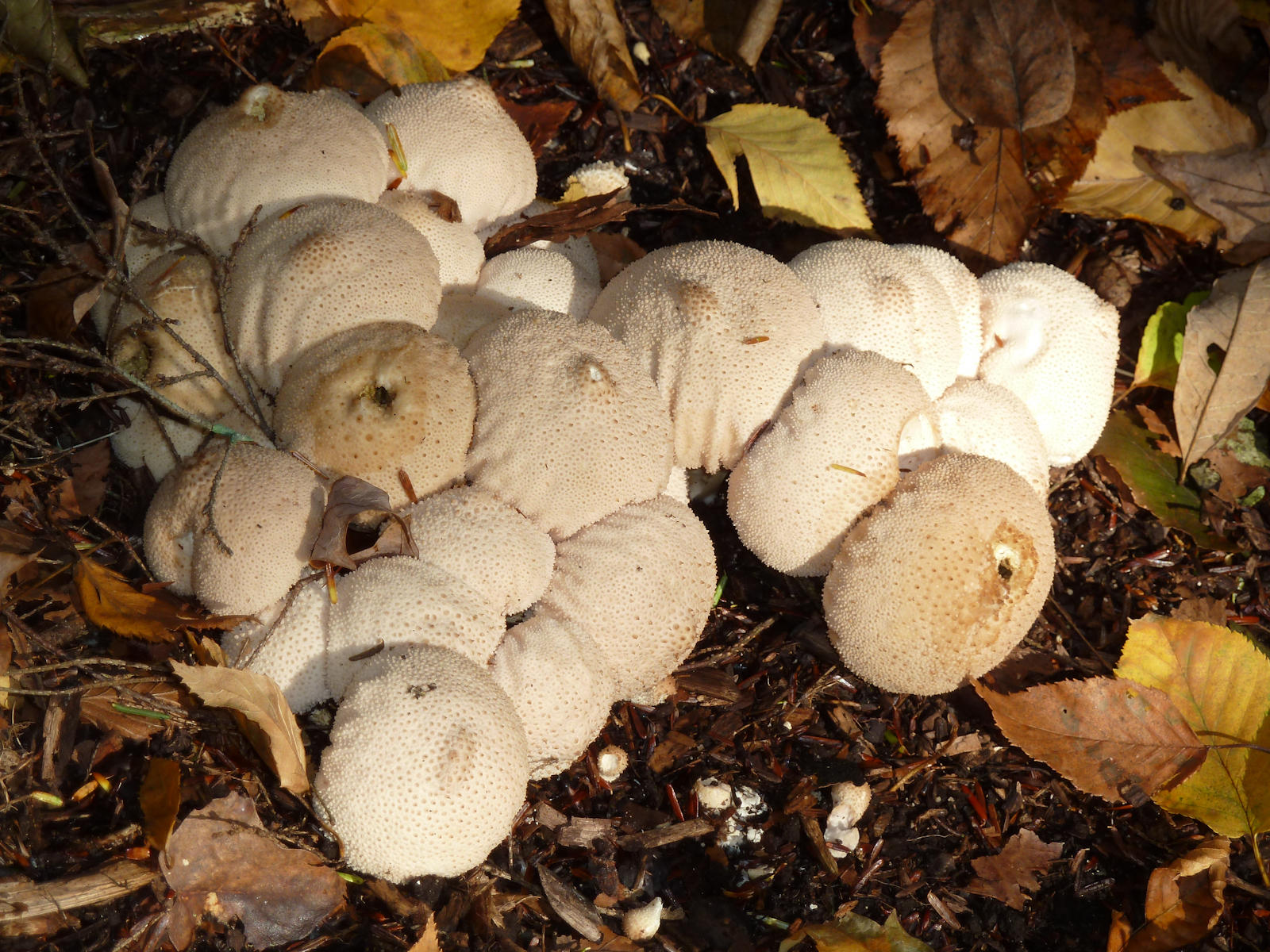 Lycoperdon perlatum1020928.jpg