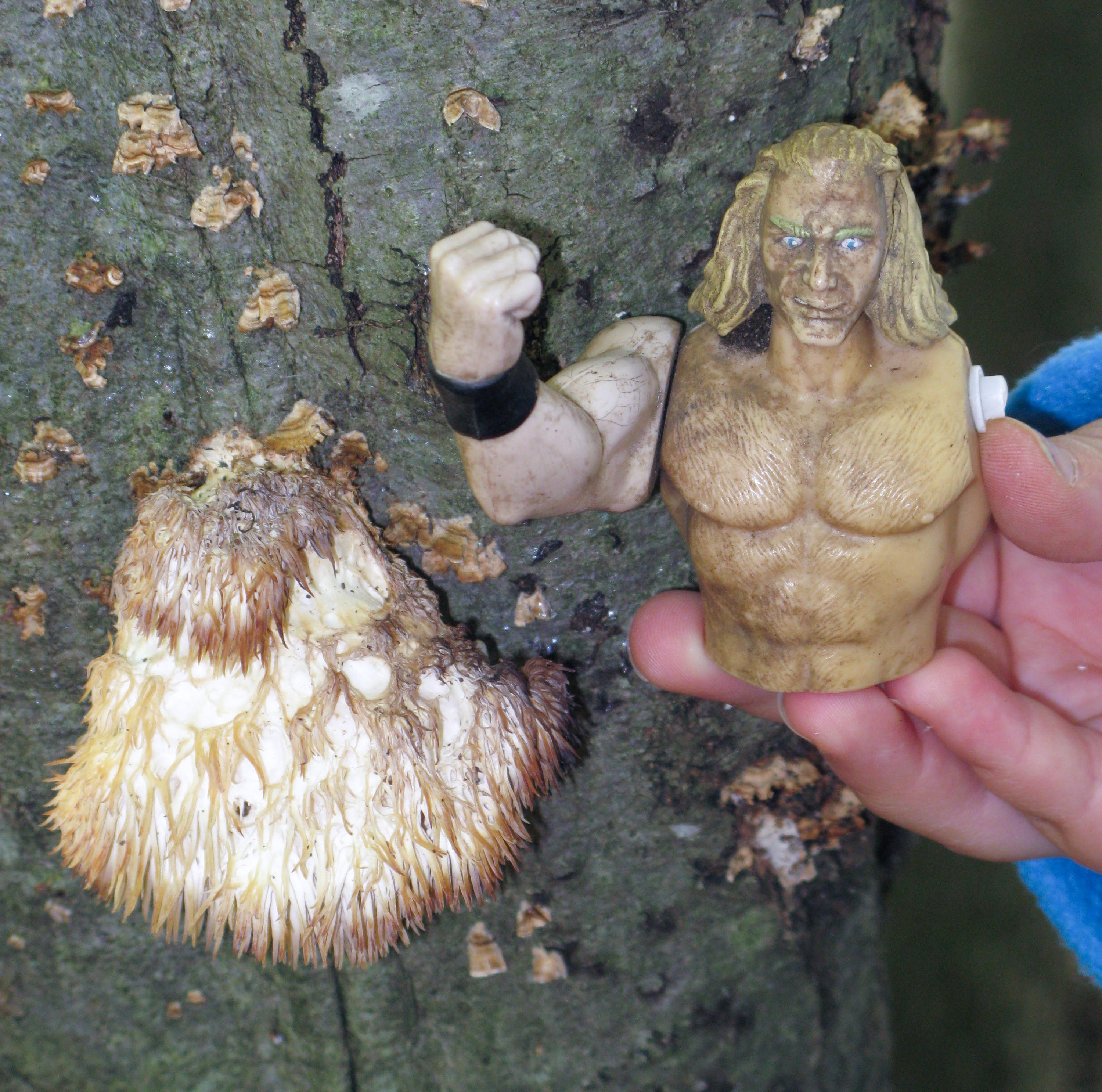 Eva found this old Hericium and the one-armed wrestler.2279.jpg