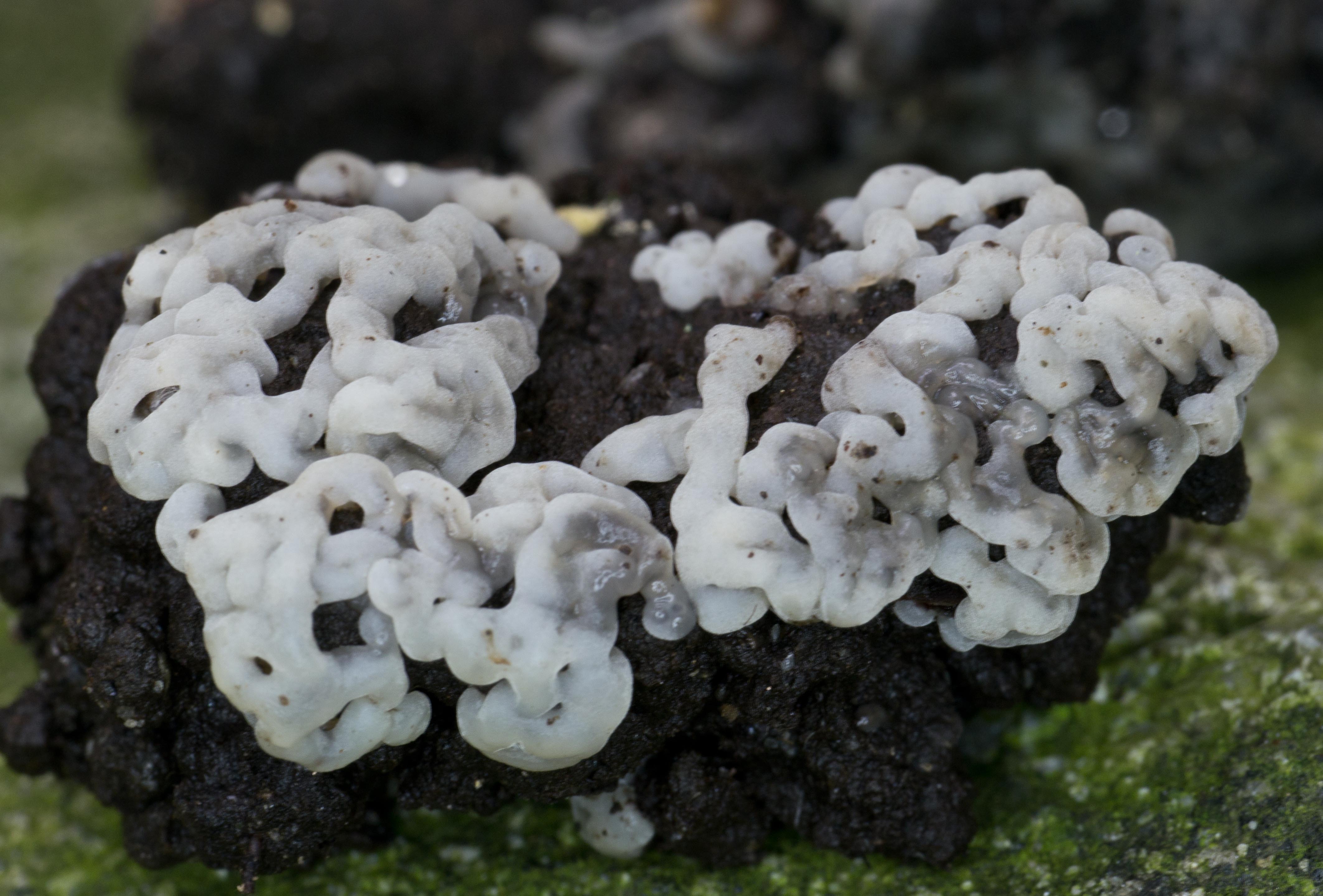 Lisa found this oddity.  Is it a slime mold? Mushroom Observer will tell us.1030439.jpg