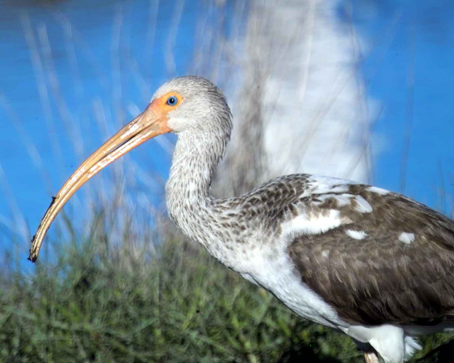 Juvinile White Ibis