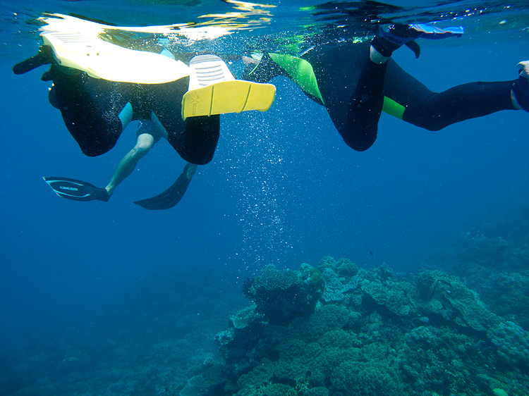 Tusa Dive ~ Cairns