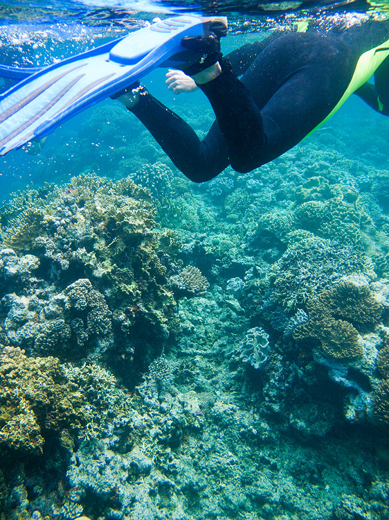 Tusa Dive ~ Cairns