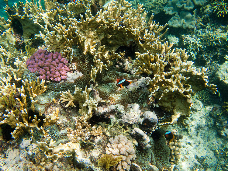 Tusa Dive ~ Cairns