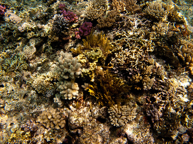 Tusa Dive ~ Cairns