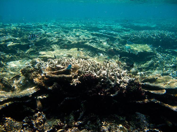Tusa Dive ~ Cairns
