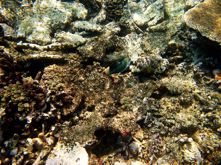 Tusa Dive ~ Cairns