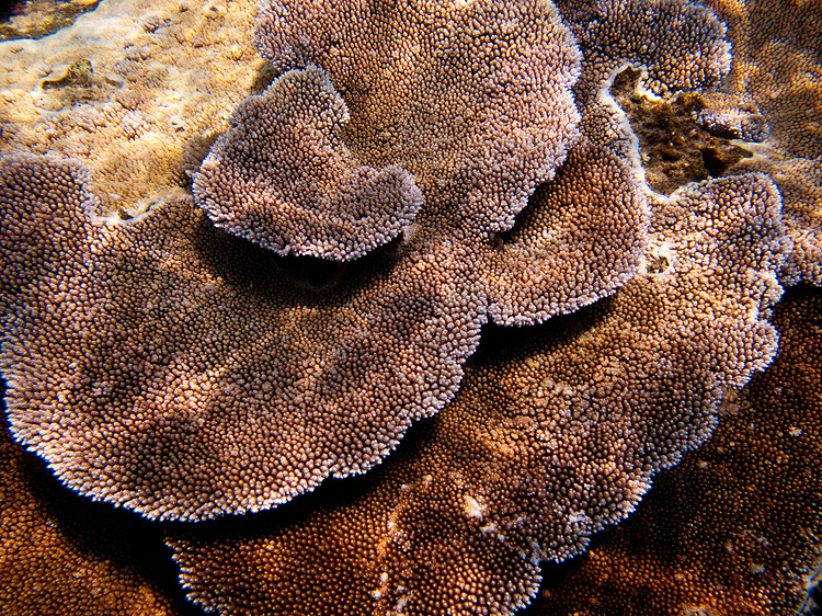 Tusa Dive ~ Cairns