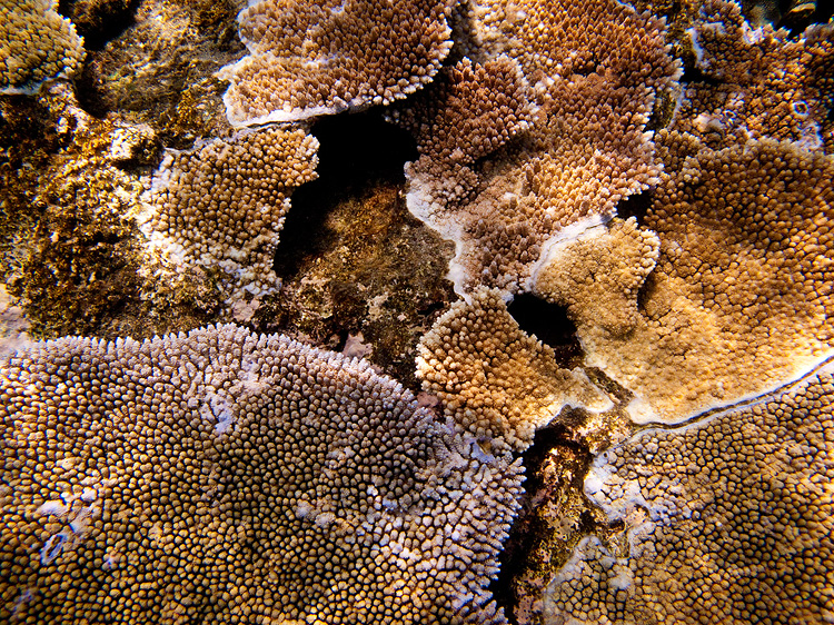 Tusa Dive ~ Cairns