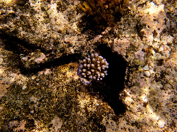 Tusa Dive ~ Cairns