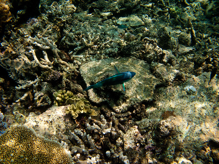Tusa Dive ~ Cairns