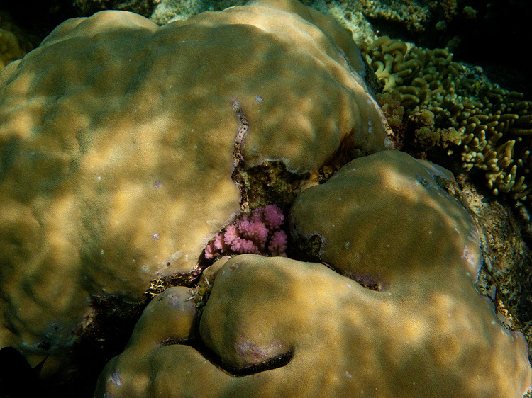 Tusa Dive ~ Cairns