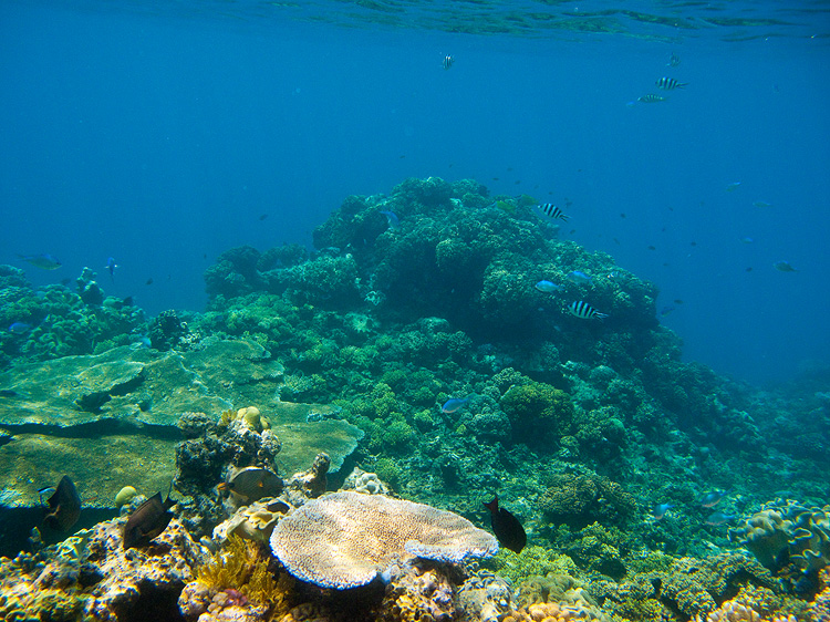 Tusa Dive ~ Cairns