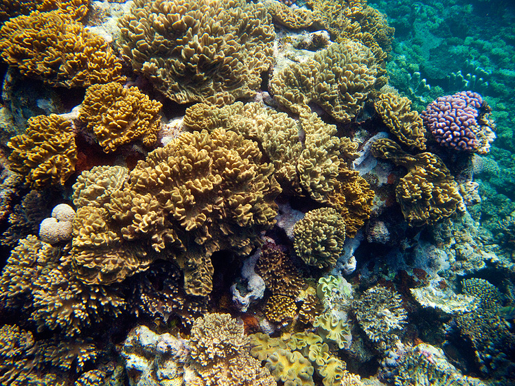 Tusa Dive ~ Cairns