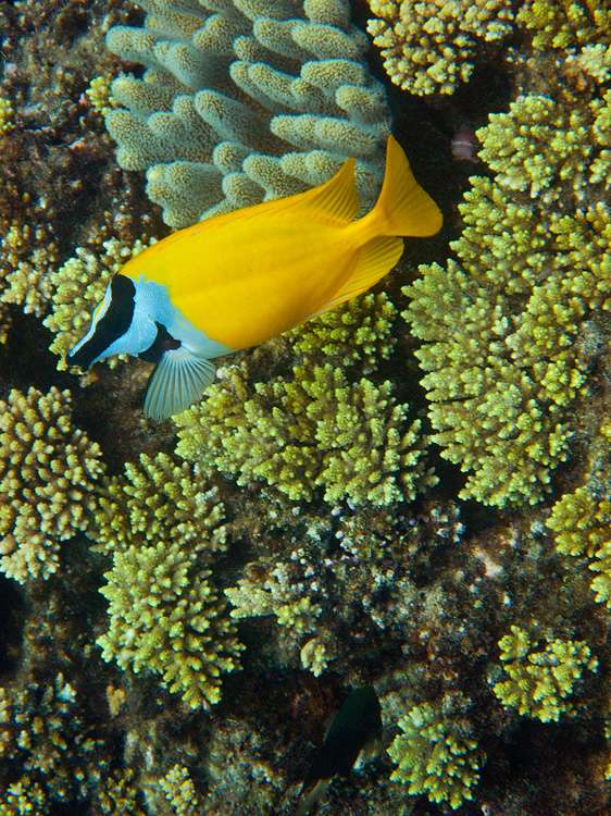 Tusa Dive ~ Cairns