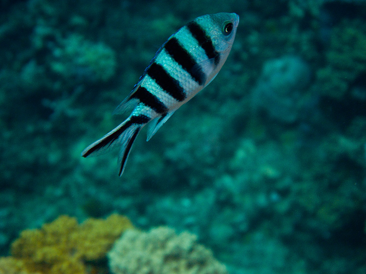 Tusa Dive ~ Cairns