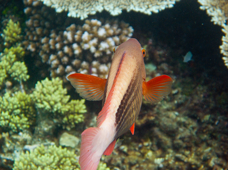 Tusa Dive ~ Cairns