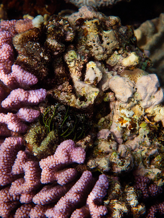 Tusa Dive ~ Cairns