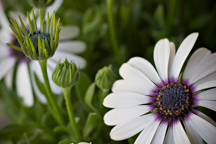 African Daisy