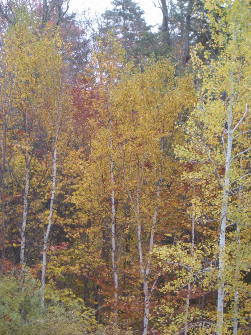FoliageNovaScotia2006 018.JPG