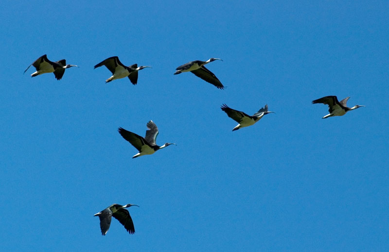 Ibis