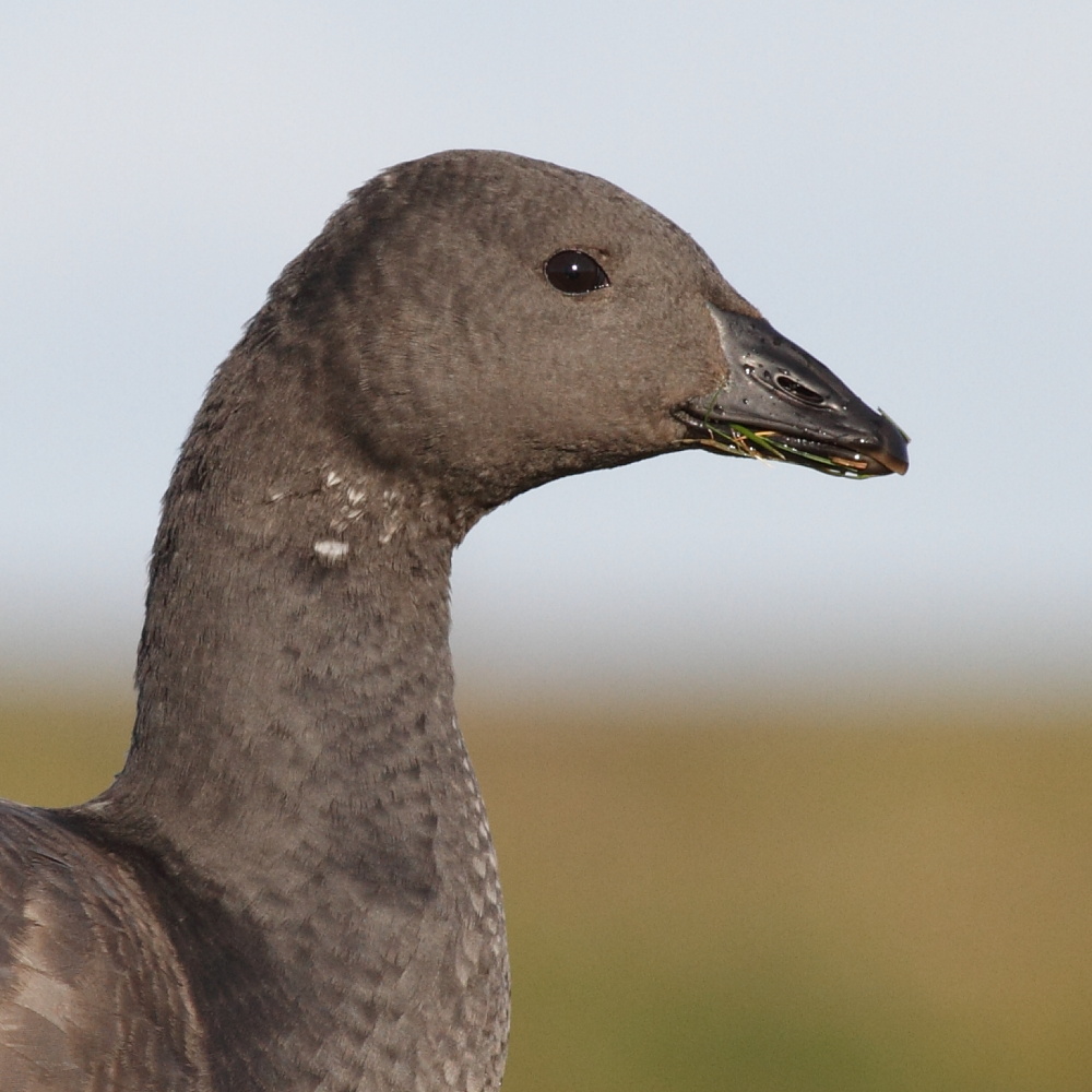 Brent Geese / Prutgs