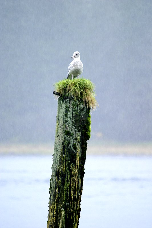 Gull