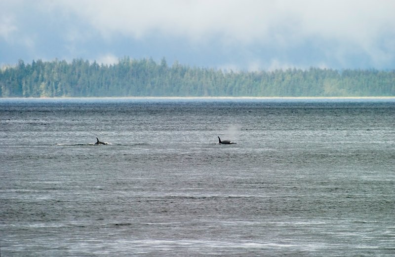 Orca pod in Frederick Sound