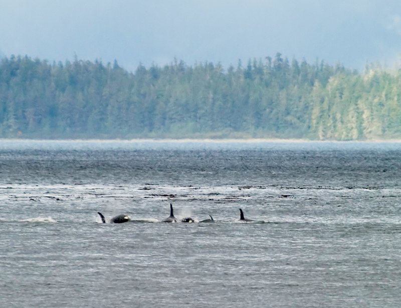 Orca pod feeding in Frederick Sound