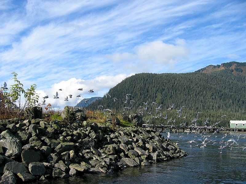 Birds in formation - South Harbor