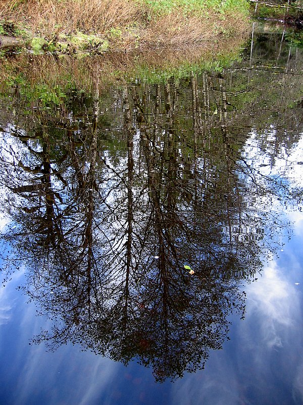 Autumn Reflection - Petersburg Creek