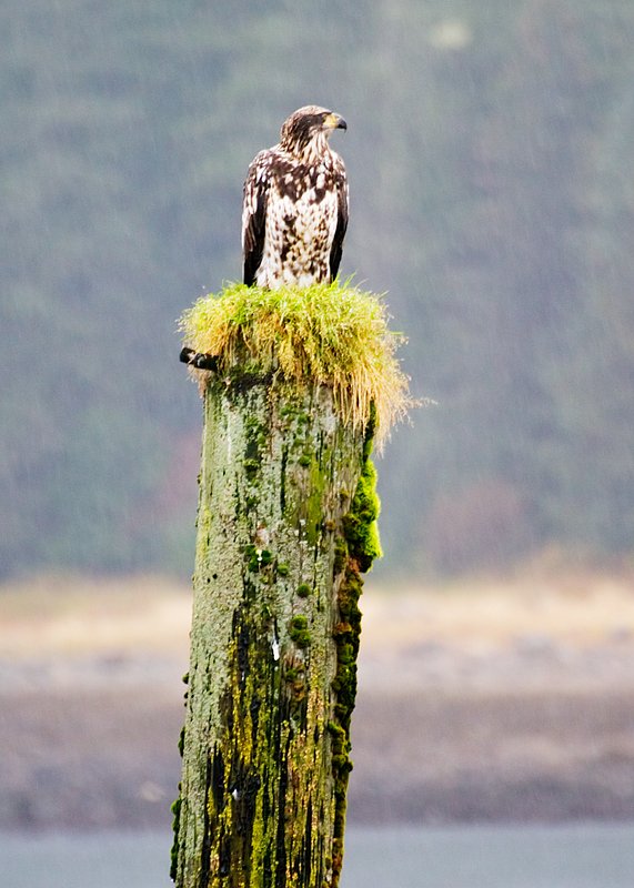 Young Bald Eagle