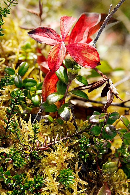 Flora on Hungry Point Trail