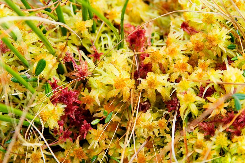 Sphagnum Moss
