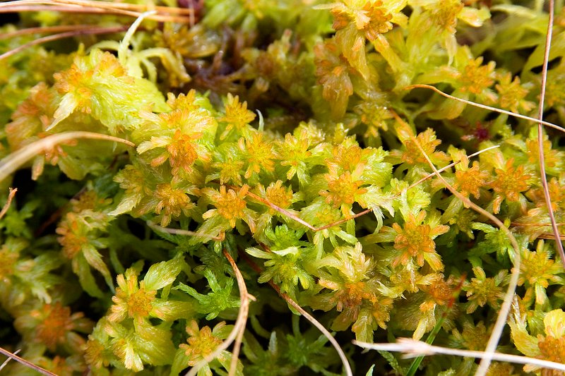 Sphagnum Moss